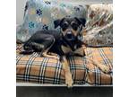 Adopt Gracie a Australian Cattle Dog / Blue Heeler