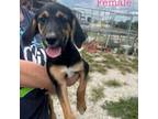 Adopt Gwen a Coonhound