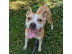 Adopt Harley Quinn a Pit Bull Terrier