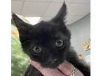 Adopt Spring a Domestic Short Hair