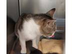 Adopt Sweet Pea a Domestic Short Hair