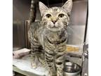 Adopt Melba a Domestic Short Hair