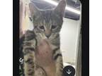 Adopt Little Foot a Domestic Short Hair