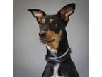 Adopt Charlliee a German Shepherd Dog