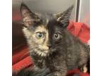 Adopt Quinn a Domestic Medium Hair