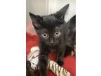 Adopt Queenie a Domestic Medium Hair