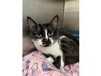 Adopt Ranboo a Domestic Long Hair