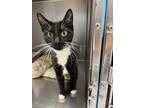 Adopt Munchkin a Domestic Short Hair
