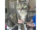 Adopt Lindsay a Domestic Medium Hair