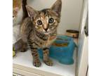 Adopt Lam a Domestic Medium Hair