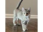 Adopt Celine a Domestic Short Hair