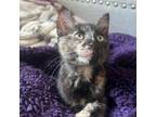 Adopt Ember a American Bobtail, Domestic Short Hair