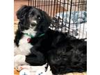 Adopt Phoebe a Golden Retriever, Collie