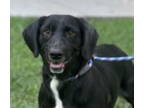 Adopt Abigail a Basset Hound, Hound