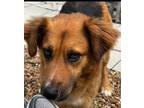 Adopt Ivey a Collie, Shepherd