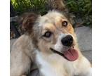 Adopt Tara a Australian Shepherd