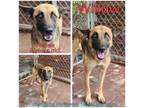 Adopt Willow a German Shepherd Dog, Mixed Breed