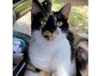 Adopt Latte a Domestic Short Hair