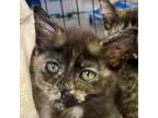 Adopt Octavia a Domestic Short Hair