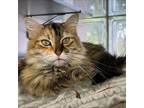 Adopt Nori a Domestic Long Hair