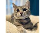 Adopt Miss Bianca a Domestic Short Hair