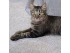 Adopt Syra a Domestic Medium Hair