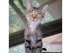 Adopt Rosie a Domestic Short Hair