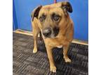 Adopt Lucy a Mixed Breed