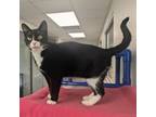 Adopt Mags a Domestic Short Hair