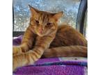 Adopt Chow Mein a Domestic Short Hair