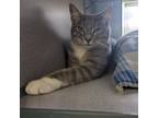 Adopt Tinley a Domestic Short Hair