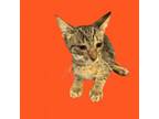 Adopt TUSC-Stray-tu49_2 a Domestic Short Hair