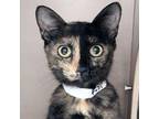 Adopt Shirley a Domestic Short Hair
