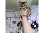 Adopt Olympia a Domestic Short Hair
