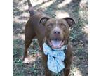 Adopt Chappell a Pit Bull Terrier