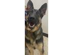 Adopt Frannie a German Shepherd Dog