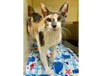 Adopt Calypso a Domestic Short Hair