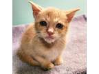 Adopt (FS) (T hold) Beam (1) a Domestic Short Hair