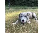 Adopt (Hold) Wednesday a Pit Bull Terrier