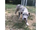 Adopt (Found) Enid a Pit Bull Terrier