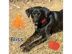 Adopt Bliss a Mixed Breed