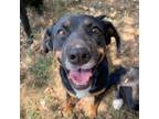 Adopt Belle a Mixed Breed