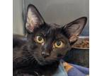 Adopt Ella a Domestic Short Hair