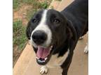 Adopt Misty a Mixed Breed