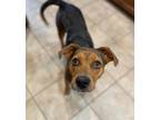 Adopt Catalina a Shepherd, Catahoula Leopard Dog
