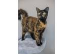 Adopt Skye a Domestic Short Hair
