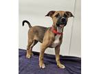 Adopt Carey a Pit Bull Terrier, Shepherd