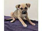 Adopt Rihina a Pit Bull Terrier, Shepherd