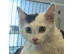 Adopt Darla a Domestic Medium Hair