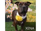 Adopt Xena a Shar-Pei